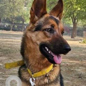 Found: Black and Brown Female German shepherd Dog from Dwarka Sector 9/10