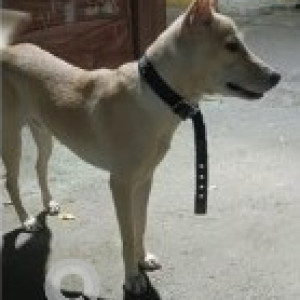 A White Indie Dog Found from Choolaimedu, Chennai