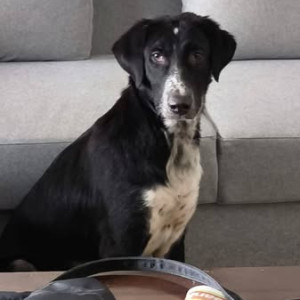 Found: Black and White Male Indie Dog from Kalamboli, Navi Mumbai