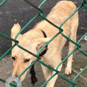 A Brown Indie Dog Found from Subramanyapura, Bengaluru