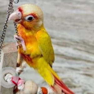 A Orange Conure Bird Missing from Miramar, Panaji