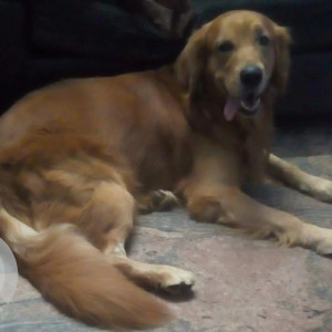 A Brown Golden Retriever Dog Missing from Mysore