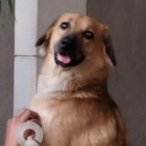 Found: White Male Indie Dog from Hauz Khas Near Police Station South Delhi