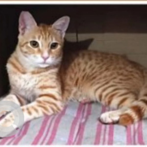 A White-Brown Mix Indie Cat Missing from Parappana Agrahara, Bengaluru
