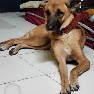 Found: Brown Female Belgian Shepherd breed Dog from Akla Nagar Vakola Police Station Road Santacruz East Mumbai