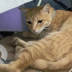 A White-Brown Mix Indie Cat Missing from Kempapura, Bengaluru