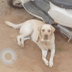A Golden Labrador Dog Missing from Madhuranagara, Bengaluru