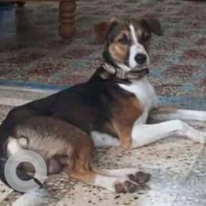 Missing: Black and Brown Male Indie Dog from Porvorim