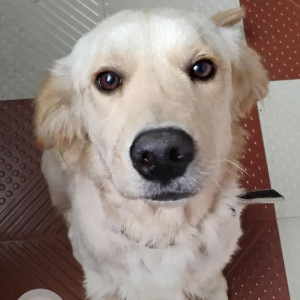 A White Golden Retriever Lab mix Dog Found from Nandini Layout, Bengaluru
