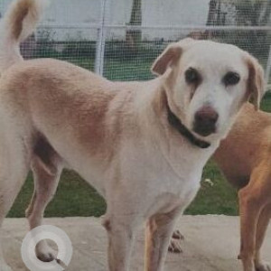 A White-Brown Mix Indie Dog Missing from Gurugram