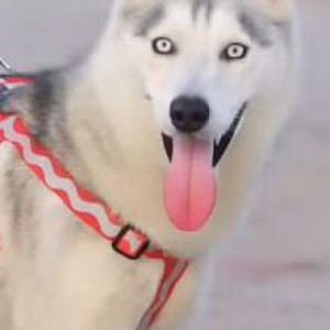 A White and Grey Husky Dog Missing from Greater Noida, Sec 2