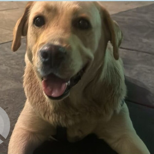 A Golden Labrador Dog Found from Kothrud, Pune