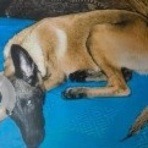 A Black and Brown Belgian malinois Dog Missing from കാനത്തൂർ, Chennai