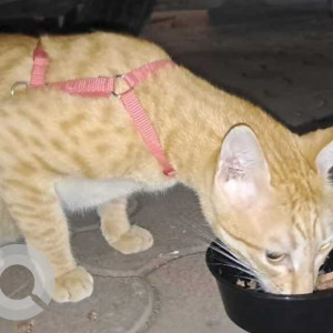 Missing: Orange Male Indie Cat from Juhu Versova