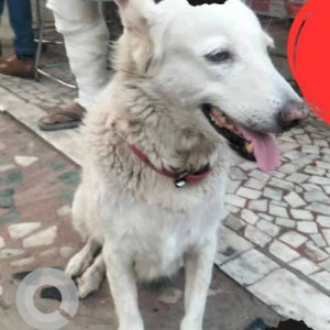 Missing: White Female Indie Dog from Bank of baroda, nr gala nagar Nallasopara east