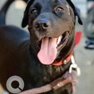 Missing: Black and White Male Indie Dog from Gopalapatnam, Simhachalam Railway Station