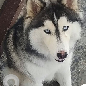 A Black and White Husky Dog Missing from Hyderabad