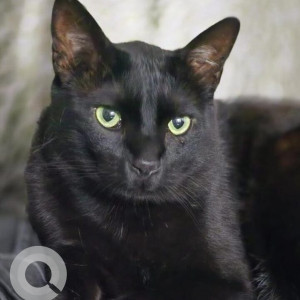 A Black Indie Cat Missing from Chandigarh
