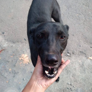 A Black Indie Dog Missing from Katraj, Pune