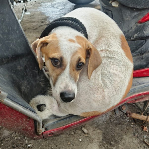 A White-Brown Mix Indie Dog Found from Mumbai