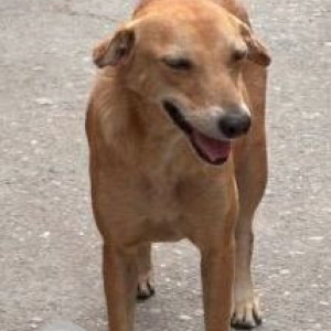 A Brown Indie Dog Missing from Babarpur, New Delhi