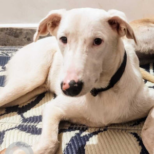 Missing: White Male Indie Dog from Camurlim, Oxel Bardez