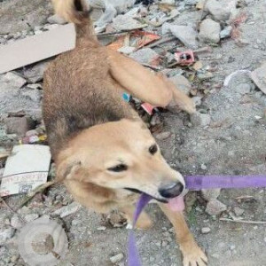 A White-Brown Mix Indie Dog Missing from Zirakpur, Zirakpur