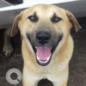 Missing: White Male Indie Dog from Pune