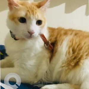 A White-Brown Mix Indie Cat Missing from Coutinho Vaddo, Anjuna