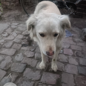 Found: White Male Indie Dog from Baba Balak Nath Temple, Raipur Sahoran