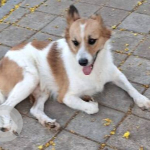 Found: White-Brown Mix Male Indie Dog from Bangur nagar police choky, Malad West