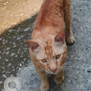 Found: White-Brown Mix Male Indie Cat from Jogeshwari East Mumbai, near Natwar nagar 5
