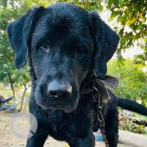 Missing: Black Male Indie Dog from Khalad, Saswad road