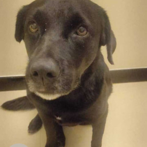 Found: Black Female Labrador Dog from Opoço at Anjuna Mazzal Wado