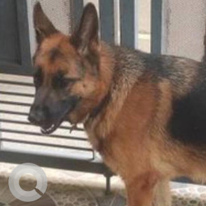 Missing: Black and Brown Female German Shepherd Dog from Muddinpalya Sir MV Layout, opposite Spoorthi Dhama Ashram