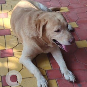 Found: White Male Labrador Dog from Nisarg hotel