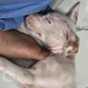 Found: White Female Indie Dog from Andheri east