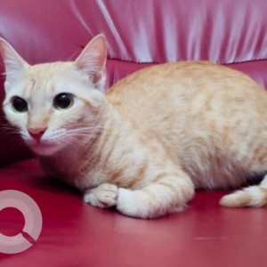 A Orange Indie Cat Missing from Hyderabad