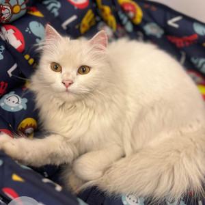 Missing: White Female Persian Cat from Panchsheel Vihar, Malviya Nagar, Delhi