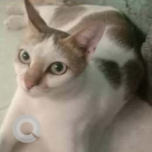 Missing: White-Brown Mix Male Indie Cat from Kasarvadavali, Thane
