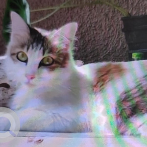 Missing: Black and White Male Calico Cat from Pehna de Franca, Porvorim, Around Diamond Hardware on BB Borkar Road