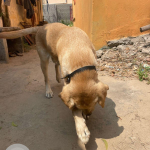 Found: White-Brown Mix Male Labrador Dog from VGN Apartment, Gerugambakkam