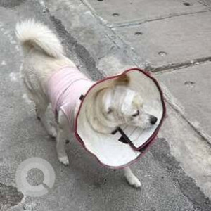 A White Pomeranian Dog Found from Thanisandra, Bengaluru
