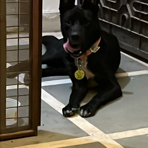 A Black Indie Dog Found from Pitampura, New Delhi