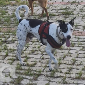 Missing: Black and White Male Indie Dog from Janeshwar Mishra Park