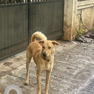 A White-Brown Mix Indie Dog Found from Gopalpatti, Pune