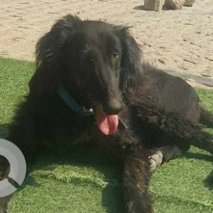 Missing: Black Female Indie Dog from Kharadi Pune, sits opposite Foresr County gate 3