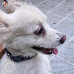 Found: White Male Pomeranian Dog from Elliots beach, Basant Nagar