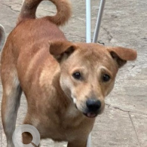 A Brown Indie Dog Found from Mahalakshmi Layout, Bengaluru
