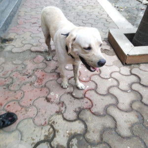 Found: White Male Labrador Dog from Jakaria Road, Malad West